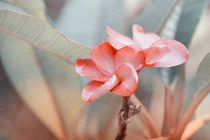Blütentraum von Rosina Schneider