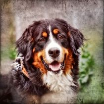 Retro Berner Sennenhund by kattobello