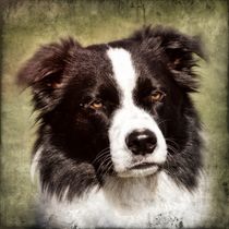 Retro Border Collie von kattobello