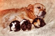 Retro Golden Retriever mit drei Meerschweinchen von kattobello