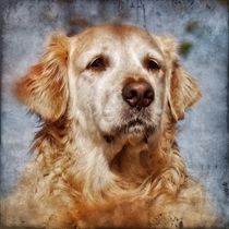 Retro Golden Retriever Blick von kattobello