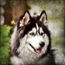 Retro Husky von kattobello