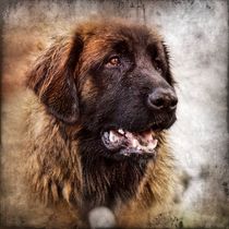 Retro Leonberger von kattobello