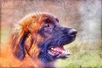 Retro Leonberger Profil by kattobello