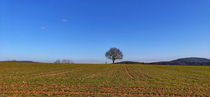 lonely tree by Andrea Meister