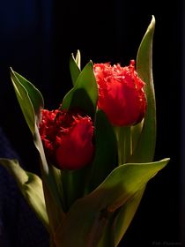 Tulpen - 2020 - 1 von maja-310