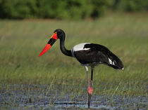 Sattelstorch by Dirk Rüter