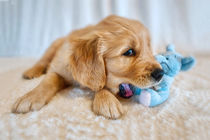 Golden Retriever Welpe 2 von Andrea Tiettje