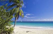 Caribbean Beach With Palm von cinema4design