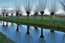 Bare willow trees reflecting in water von Maud de Vries