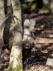 Im Visier by Harald Schottner