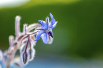 Dominante Blüte in Blau von Harald Schottner