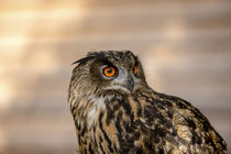 Diese Augen von Harald Schottner