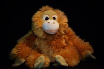 Plush orang-utan portrait von Maud de Vries