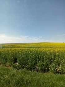 Rapsfeld von on-the-road