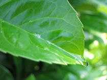 Blatt mit einem Wasserteopfen by on-the-road