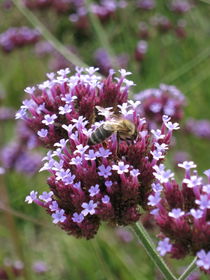 Biene auf einer Blüte von on-the-road