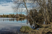 'Uferlandschaft Vogelsee im NSG Pfrunger-Burgweiler Ried' von Christine Horn