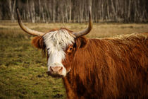 'Scottish Highland im Pfrunger-Burgweiler Ried - Ostrach - Wilhelmsdorf' von Christine Horn