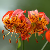 Blüte von Rolf Müller