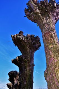 Bare willow trees with blue sky by Maud de Vries