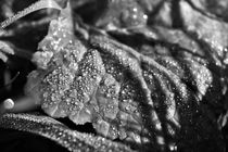 Black and white leaf with dew drops von Maud de Vries