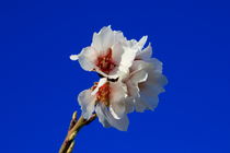 almond blossom von JOMA GARCIA I GISBERT
