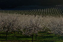 almond blossom trees von JOMA GARCIA I GISBERT