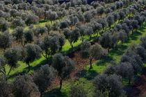 Olive field by JOMA GARCIA I GISBERT