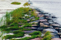 Colorful pebbles with moss by Marie Selissky