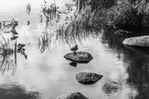 Charcoal Portrait of a Duck by Marie Selissky