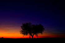 heart-shaped olive tree by JOMA GARCIA I GISBERT