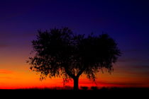 heart-shaped olive tree