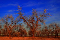 flowering of almond trees by JOMA GARCIA I GISBERT