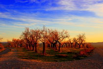 flowering of almond trees