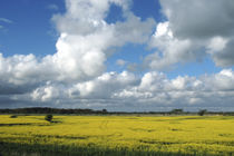 Rapsfeld und Wolken von Rolf Müller