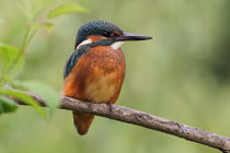 Eisvogel (Alcedo atthis) von Dirk Rüter