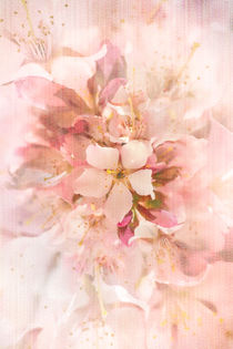 Sakura by Marcus Hennen