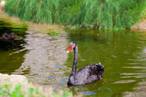 Black Swan 3 von Marie Selissky