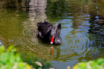 Black Swan von Marie Selissky