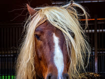 Hat die Haare schön by ullrichg