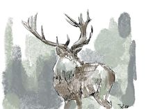 Hirsch Deer von Thomas Neumann