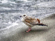 Möwe am Strand der Ostsee. by havelmomente