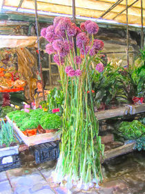 Markthalle von Porto mit Knoblauch Pflanzen von havelmomente