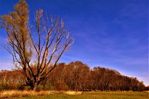 Half bare tree with forest and blue sky von Maud de Vries