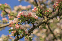 Apfelblütenzweig vor blauem Himmel by Christine Horn