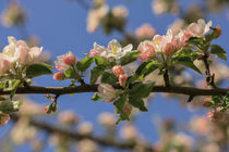 Apfelzweig mit Blüten und Knospen vor blauem Himmel von Christine Horn