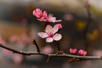 Cherry blossom von Claudia Schmidt