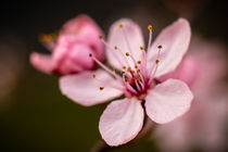 Cherry blossom von Claudia Schmidt
