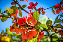 Apple-Blossom by Claudia Schmidt